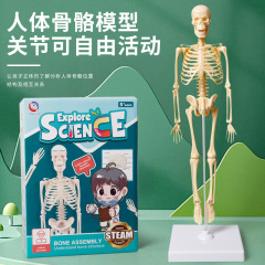 Early Education Human Body Organs and Bones Model Set Educational DIY Assembly Toys for Middle and Primary School Students Wholesale