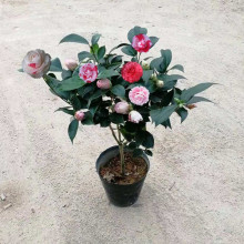 �軨����軨�������҃��k�����ͺ�����ֲ��Gֲ�辰�軨С�����l