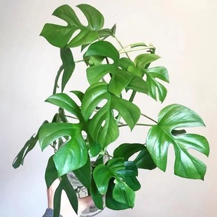Ji Turtle Back Potted Flying Phoenix Monstera Indoor Shade-Tolerant Climbing Vine Hanging Plant Scandinavian Internet Celebrity Green Plant Wenwo