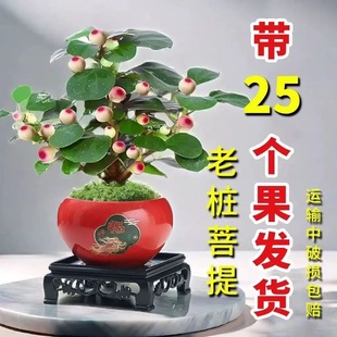 С�����᡾�����l���U�������Ϙ��ļ��B�҃��k�����辰�����՚�