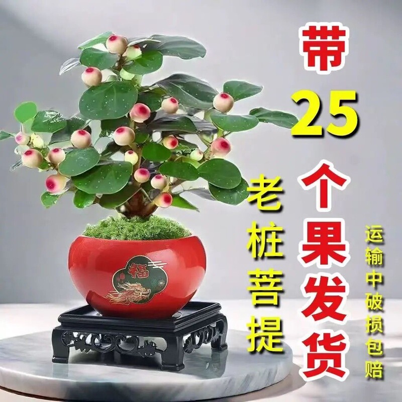Small Bodhi Tree with Fruits - Zen-Style Potted Plant, Old Trunk, All-Season Indoor Office Bonsai, Air Purifying Small Bodhi Tree with Fruits - Zen-Style Potted Plant, Old Trunk, All-Season Indoor Office Bonsai, Air Purifying