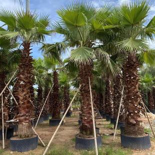 Fujian Hua Brown Old Kwai Farmers Direct Supply Canary Sea Jujube Silver Sea Jujube Base Quote Palm Shade