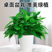 �G�}�����҃�����ȩ�����՚��L�ٴ��ٴ�G�jֲ��ˮ�����໨�ܾGֲ
