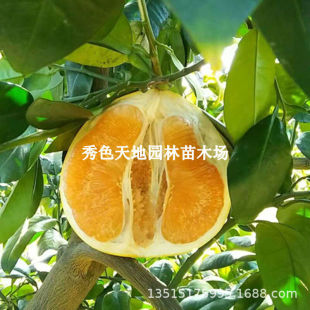 ����ƽ���S�����Ә���tƤ�S�����ֽ���S��3̖��������Ʒ�N����