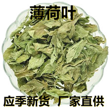 应季新货 新鲜薄荷叶 花草茶500克/1斤散装 厂家直供 食用休闲茶