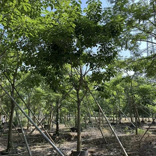 2410基地直销 红花 洋红风铃木 12-16cm全冠 4假植苗 行道树