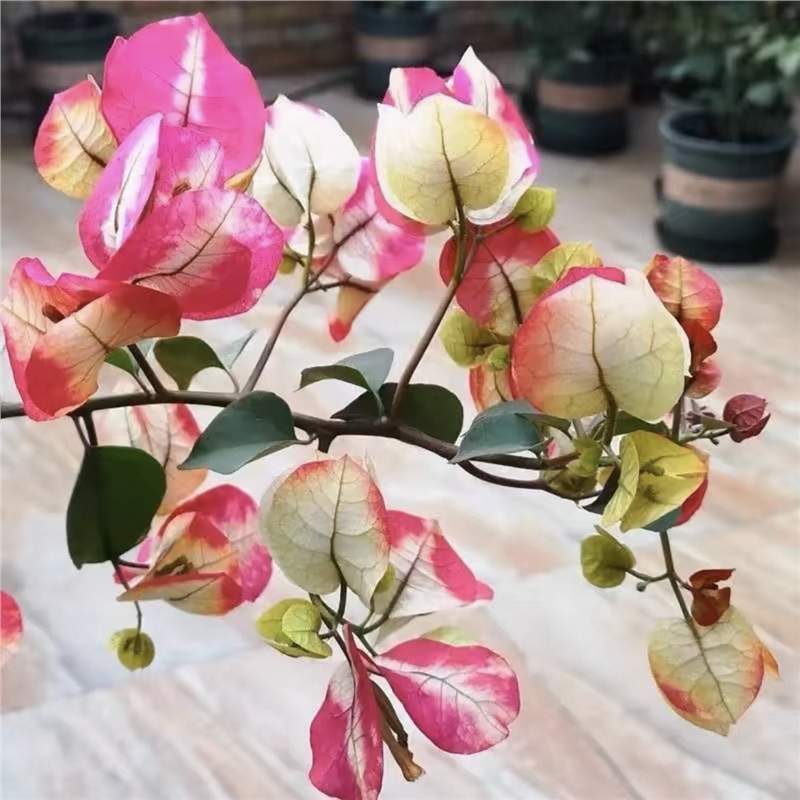 Ciruela triangular planta en maceta nueva variedad de flores de flores de rosa balcón patio aire purificado cuatro estaciones flores bonsai