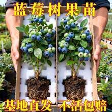 һ�����l�ش��{ݮ����玧�����ϱ����Nֲ�����ͺ����{ݮ���̨��