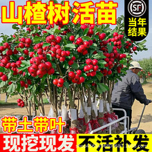 山楂树活苗老桩嫁接老品种耐寒矮化南北方种植别墅庭院无籽特大苗