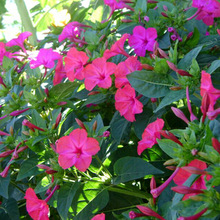地雷花种子 地雷花种子品牌 图片 价格 地雷花种子批发 阿里巴巴