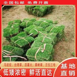 Courtyard Greening, Trample-Resistant Turf with Soil, Manila Real Grass Project, Easy to Live, Taiwan Grass, Villa, Evergreen