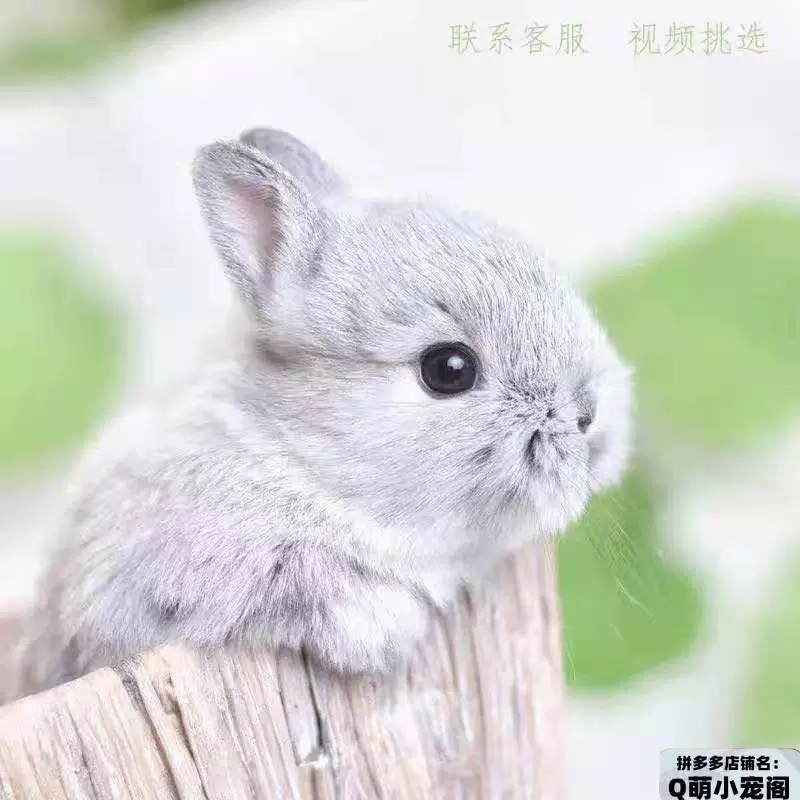 Маленький милый кролик, чашка чая, питомец