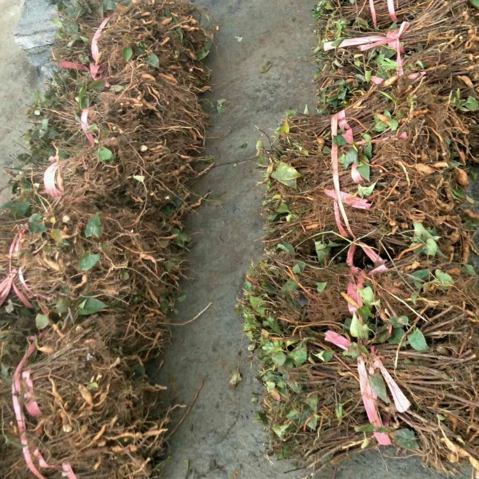 (Поставка из первых рук) Оптовая поставка рассады Polygonum multiflorum, поставка рассады Polygonum multiflorum, переработка лекарственных материалов, рассада Polygonum multiflorum