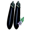 Eggplant seeds black and bright long eggplant black long meat thick and fine spring season vegetable seed seed garden rapeseed