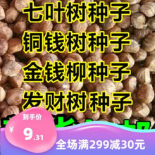 七叶树种子 红花 籽 铜钱树种子  青钱柳 金钱柳种子 发财树种子