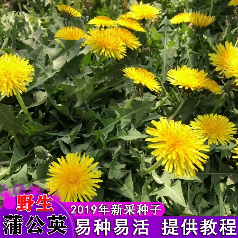Семена одуванчика, дикие овощи, семена свекрови, недавно собранные семена, Four Seasons, посев саженцев Желтых Цветов, посадка многолетника