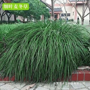 �����������l�����݄e��ͥԺ�ļ�����G��ֲ�����~���~���~������