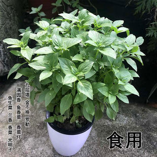 �����ԾŌ������ʳ���_���~��ʳ�����ֲ���ļ��Gֲ���B���l����