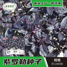紫叶罗勒种子甜罗勒种籽阳台盆栽驱蚊驱虫金不换九层塔丁香罗勒