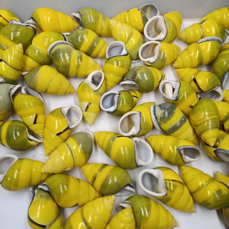 天然貝殻カタツムリ巻貝ヒトデ 4-5 センチメートル右旋巻 DIY 水槽水族館の装飾アクセサリー|undefined