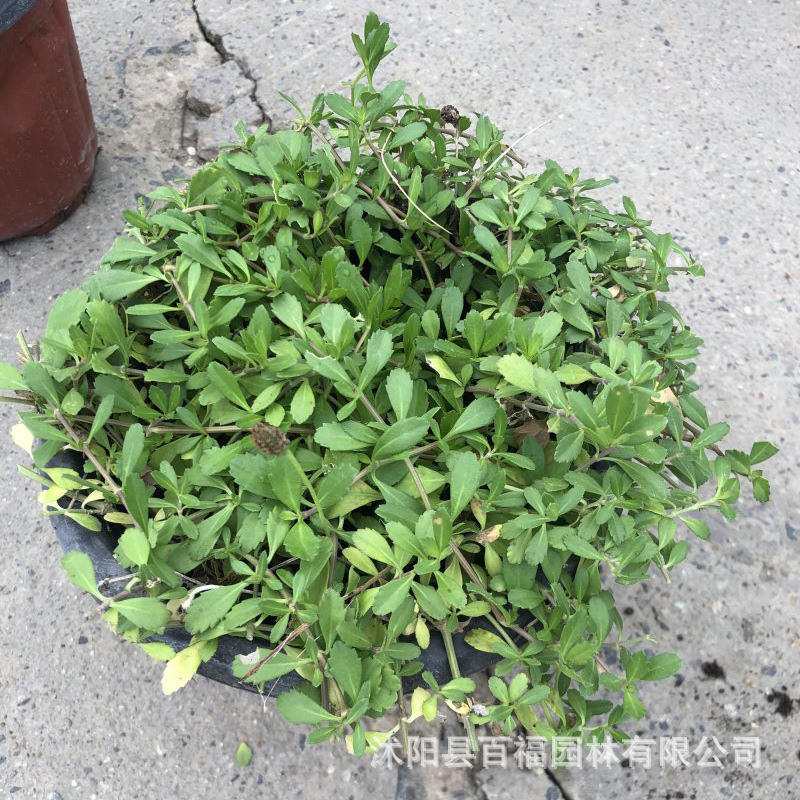 基地批发姬岩垂草方盘苗和180口径双色盆苗 耐旱耐踩的会开花草坪-阿里巴巴
