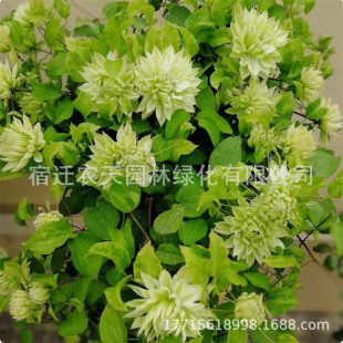 �ذ��F��ɏ�ҿ�������ֲ���y�Ş��а�sɪ���ﰺ��ׯ�ʵ�ħ����Ȫ