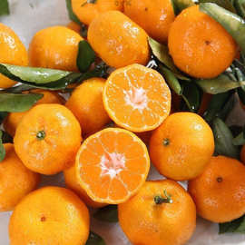 南丰蜜桔小贡桔子如沙糖橘子薄皮当季新鲜水果砂糖蜜橘批发厂批发