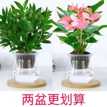 水培驱蚊竹柏水养植物盆栽绿植室内花卉客厅办公桌好养四季常青