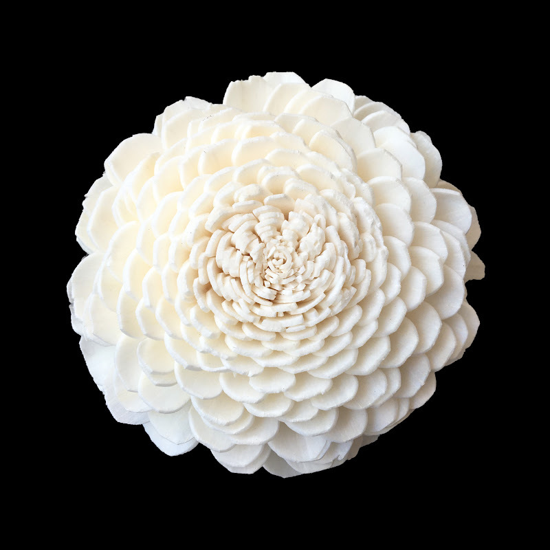 8cm无心菊