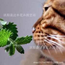 猫薄荷种子批发猫草樟脑草凉薄荷巴毛小薄荷薄荷大茴香小荆芥香薷