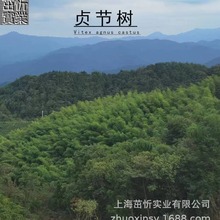 ؑ���侫��ؑ����ֲ�ﾫ�A��