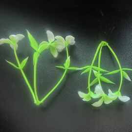 仿真绿植水草配件 11cm3朵四叶花酒店刺身摆盘装饰花草蛋糕店点缀