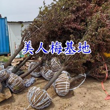 ����÷������5-12���ֹ���t÷����÷��÷��÷�������~����÷����