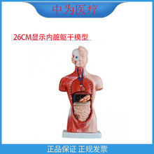 �О��t��26CM����ȫ�װ����|���t�ý̌Wģ���@ʾ���K XC203�|��