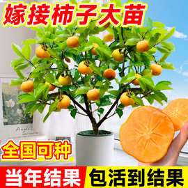 柿子盆栽庭院矮化太秋甜脆柿子树苗嫁接苗南北方果树果苗耐寒大树