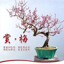 【买一送一】四季浓香型梅花盆栽耐寒耐热庭院阳台红梅腊梅南北方