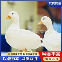 景区宠物鸭活体 网红科尔鸭的价格宠物科尔鸭的厂家