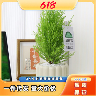 小香松办公室内桌面绿植放青松圣诞松懒人好养活盆栽情绪稳定植物-阿里巴巴