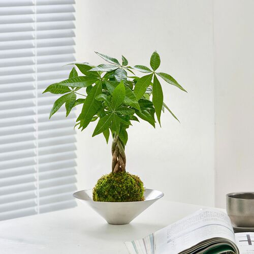 不锈钢碗绿植北欧风简约水培发财树客厅净化空气室内盆栽植物办公