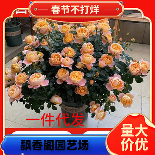 һ�����l��֭�̨�¼������ļ��_���ش����������̨��ľõ�廨