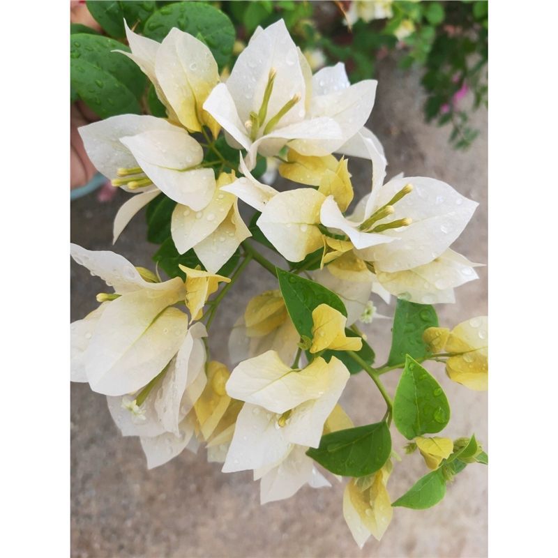 9.9 Flores frecuentes variedades de ciruela triangular en maceta jardín de plántulas es bueno para alimentar las plantas de vid de flores image 19