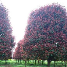 �t�~ʯ��е��� �@�־G��������ľ ����ֱ�N���l���r�����