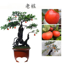 �����������������辰��ľ�䘶�S�CС�옶�{�o��l؛͢��ϲ�a