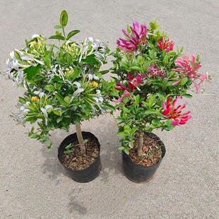 ��ʳ�ý��y����������ļ��_�����Ի����̨ͥԺ����ֲ���ٱ��Ϙ�