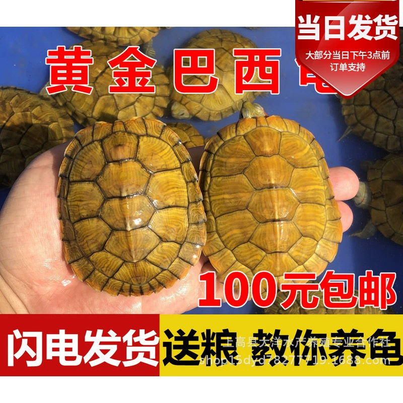 Живая большая бразильская черепаха Живая домашняя черепаха Долголетие Декоративная черепаха Зеленая маленькая цветная черепаха Живая красная Ушная черепаха оптом