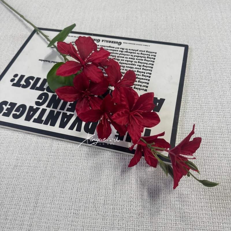 Una sola flor de Bauhinia
