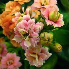 ���lȫ�»��ܷN�� ���N���ܷN�� �ɸ����͑�����l؛