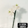 Jasmine A6
