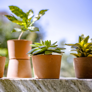 С�ͼt�ն���ֲ�ﻨ��������Gֲ�r������͸����ˮ����������