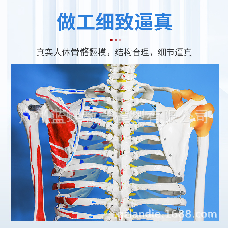 ��ѧ170CMȫ���������ģ�͸������ʹ������٤�ؽڿɲ�ṹ�Ǽ�